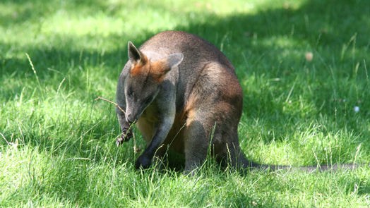 Moeraswallabies