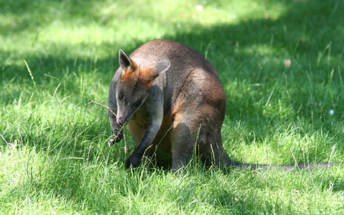Moeraswallabies