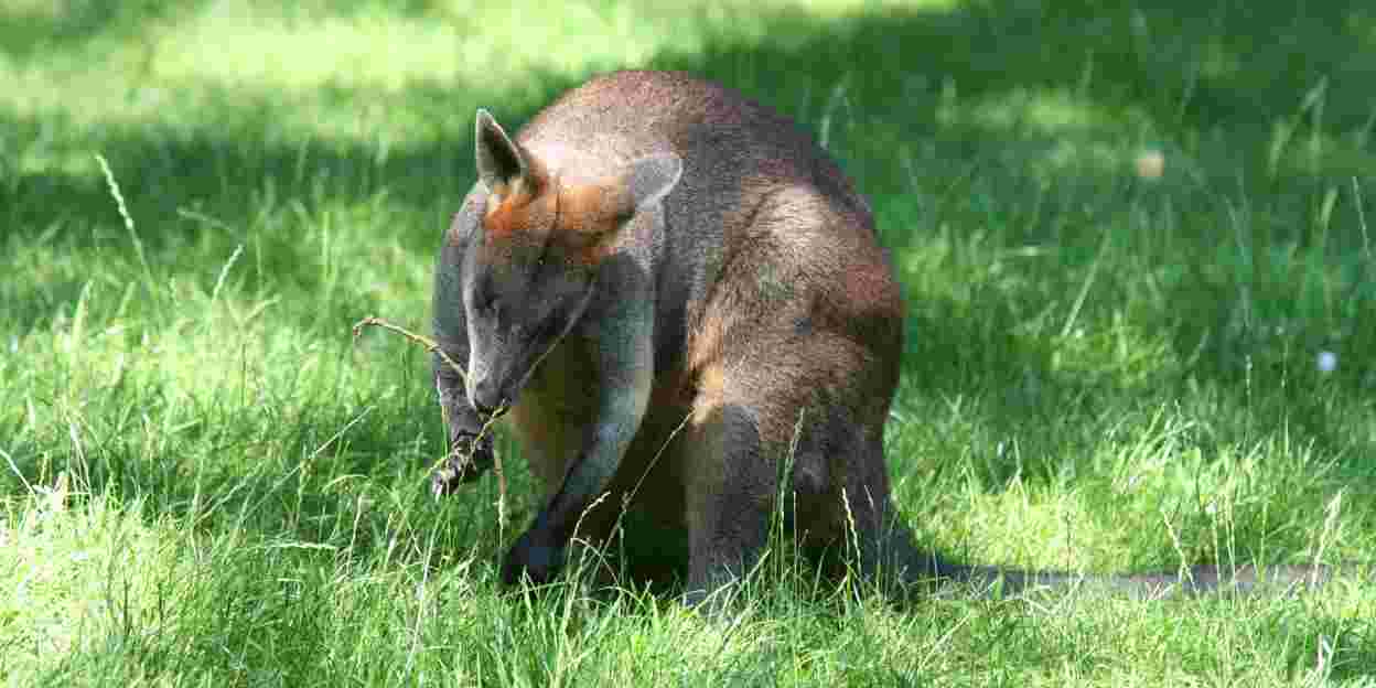 Moeraswallabies