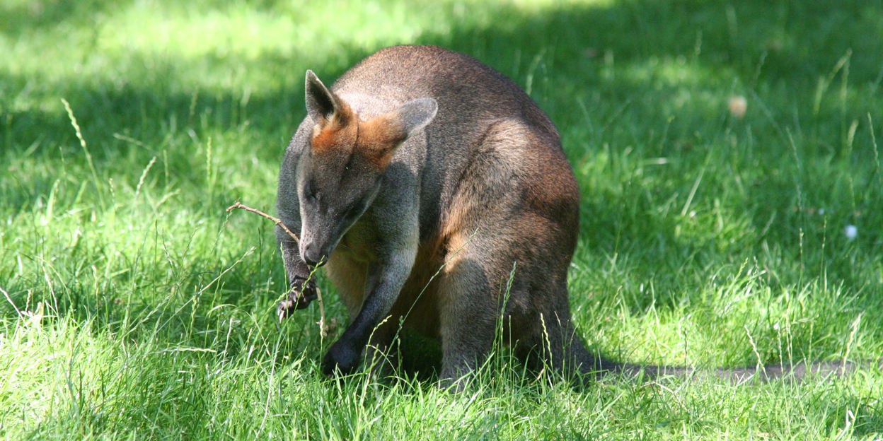 Moeraswallabies