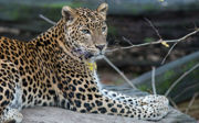 Duurzamer betalen: pinnen in Burgers' Zoo