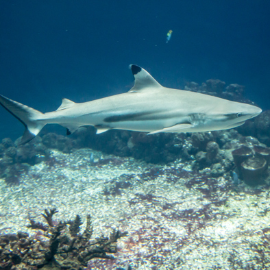 Bedreiging en bescherming