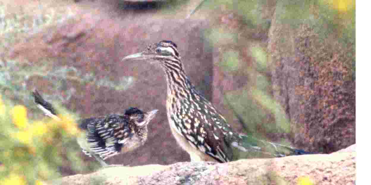 Dieren update (september 2003)