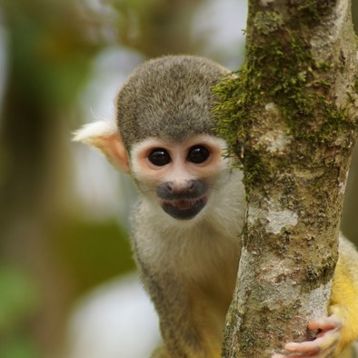 Over de voortplanting