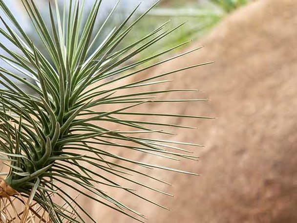 Gebruik door de mens