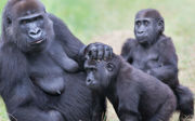 Vijfde geboorte leidt tot grootste gorillagroep