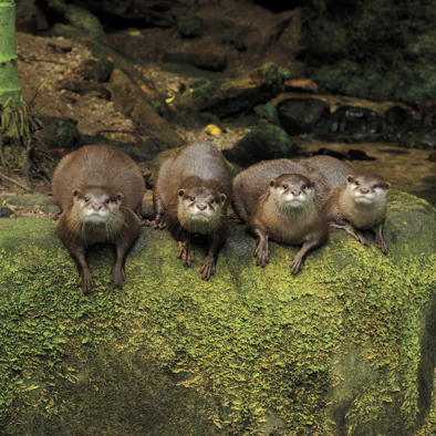 Over de voortplanting