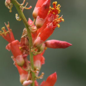 Ocotillo 