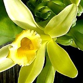 Vanilleplant