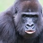 Lees meer over: Westelijke gorilla