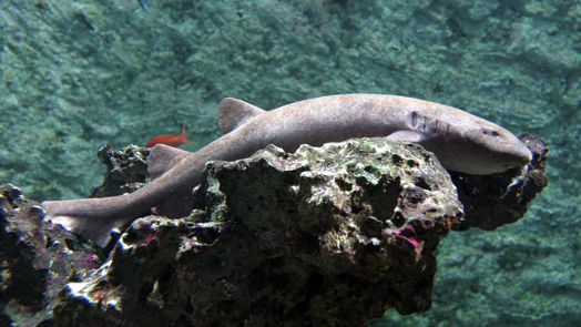 Amsterdamse haaien beëindigen logeerpartij in Arnhem