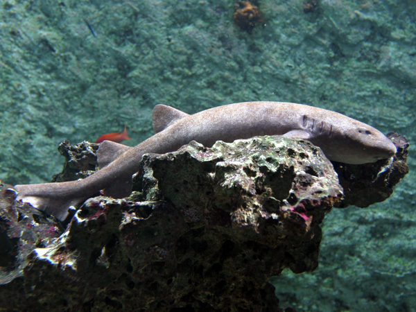 190e226d-eb96-471c-b62a-17e1b1c0dfe1