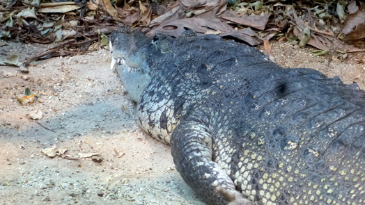 Een krokodil met kleine bobbeltjes