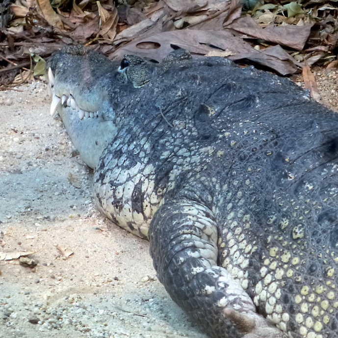 Een krokodil met kleine bobbeltjes