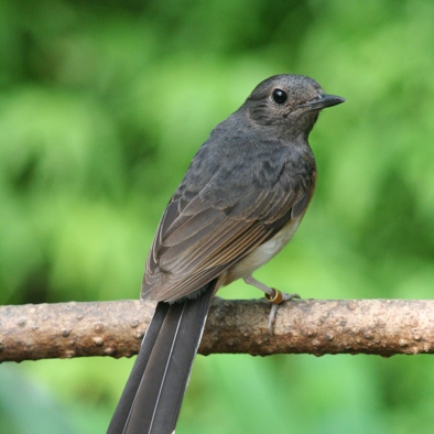 Bedreiging en bescherming