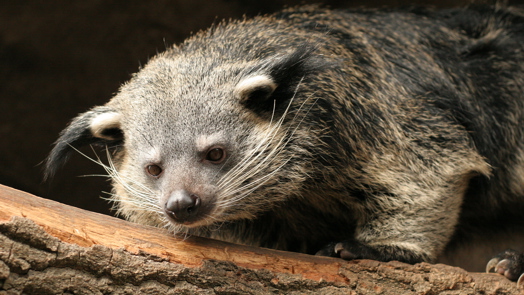 Eindelijk een vrouwelijke binturong