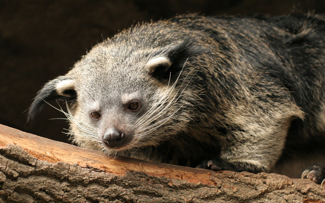Eindelijk een vrouwelijke binturong