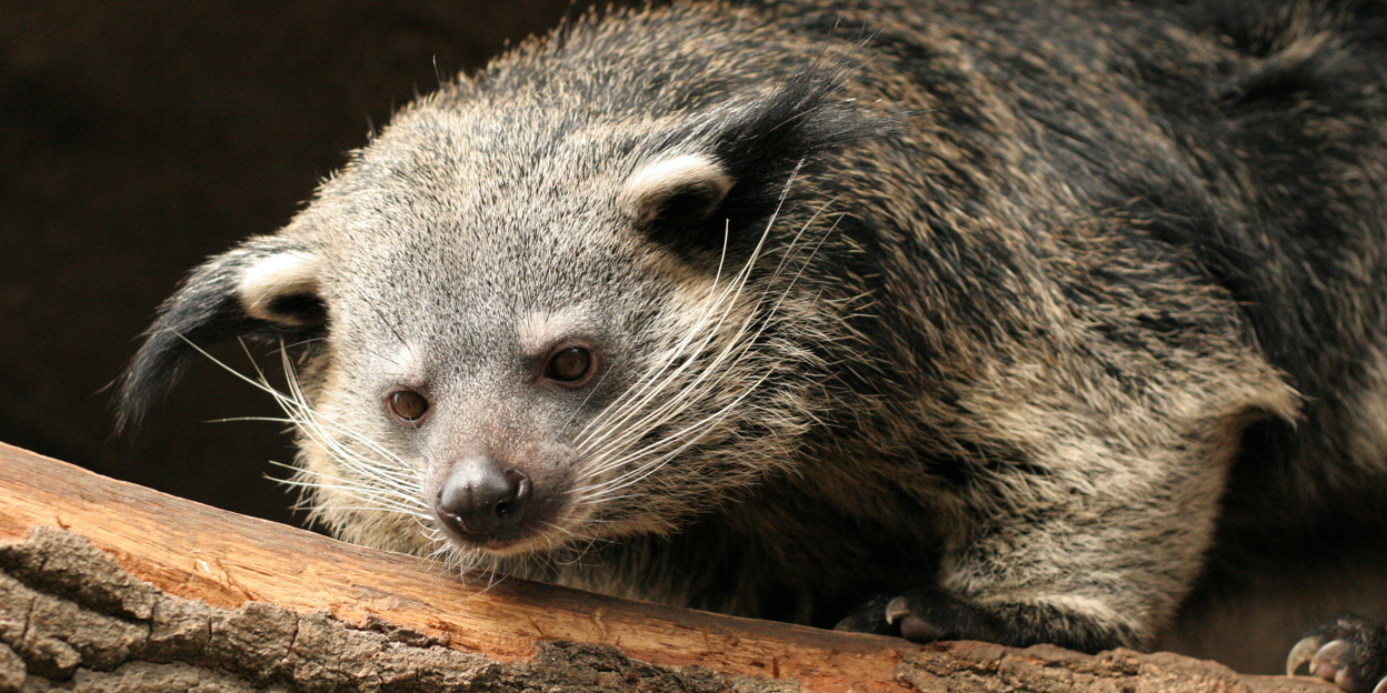 Eindelijk een vrouwelijke binturong