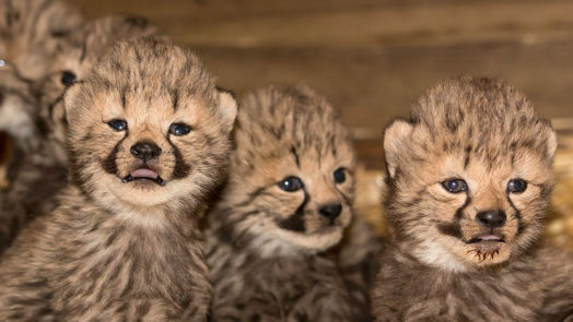 Cheeta-zesling voor het eerst zichtbaar voor bezoekers!
