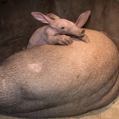 Over de voortplanting