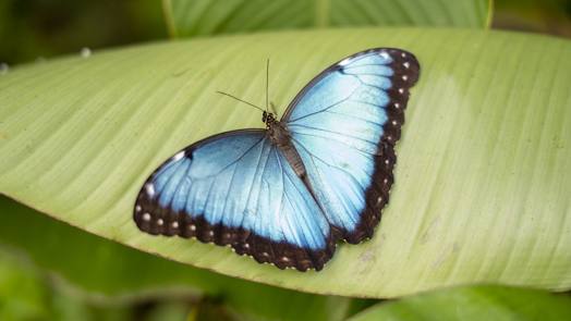 Joeri verzorgt blauwe morpho’s