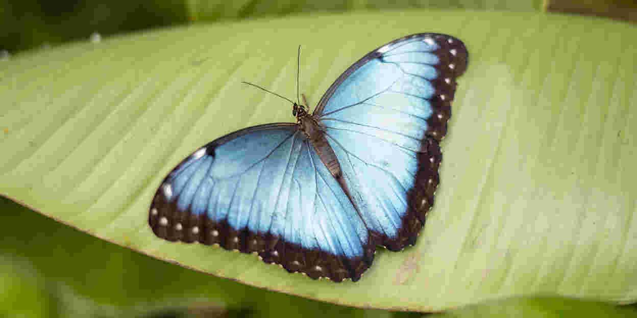 Joeri verzorgt blauwe morpho’s
