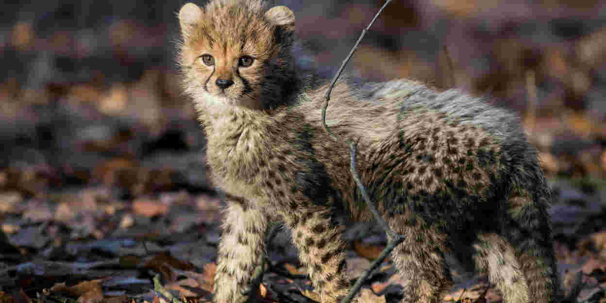Cheeta-zesling over twee weken zichtbaar!