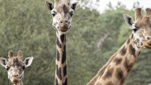 Martijn verzorgt Rothschildgiraffen
