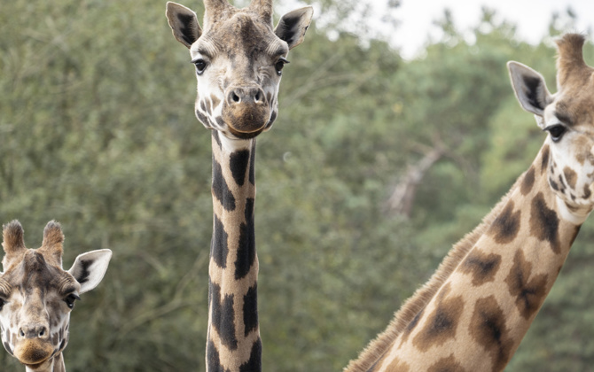 Martijn verzorgt Rothschildgiraffen