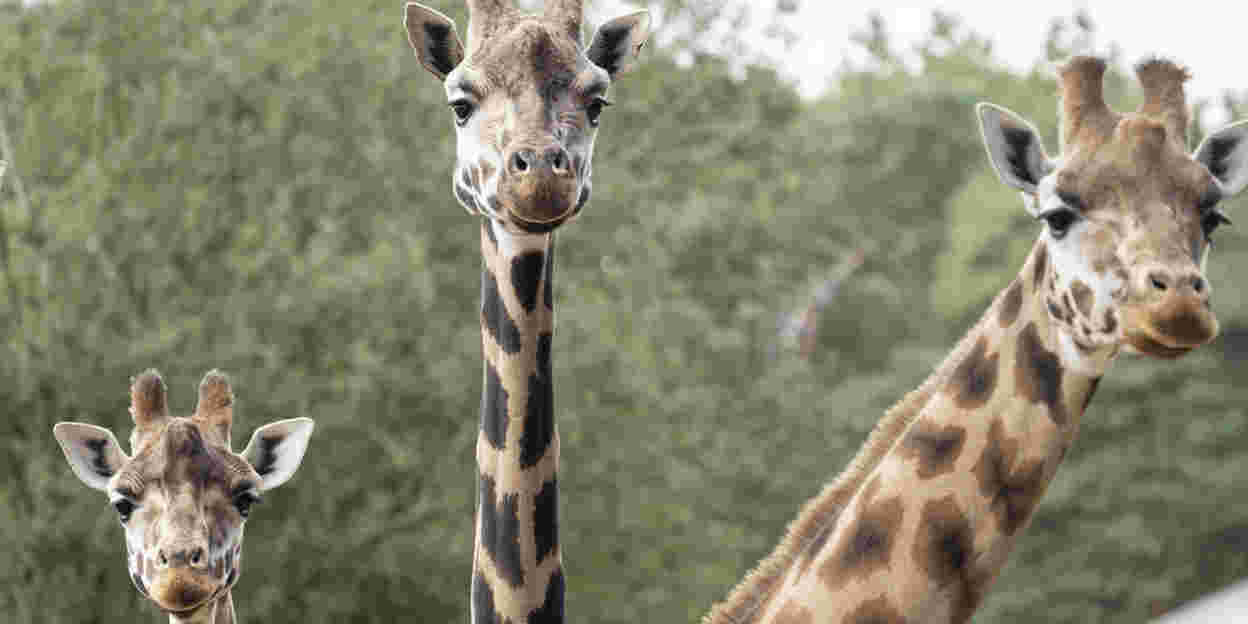 Martijn verzorgt Rothschildgiraffen