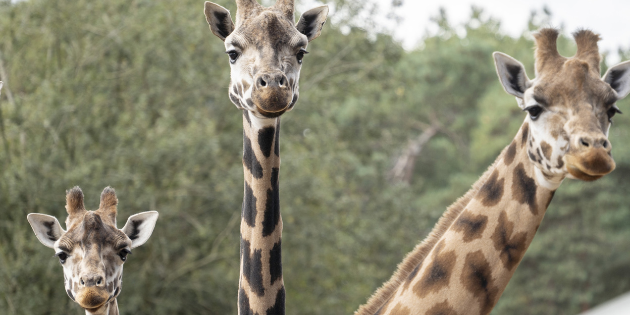 Martijn verzorgt Rothschildgiraffen