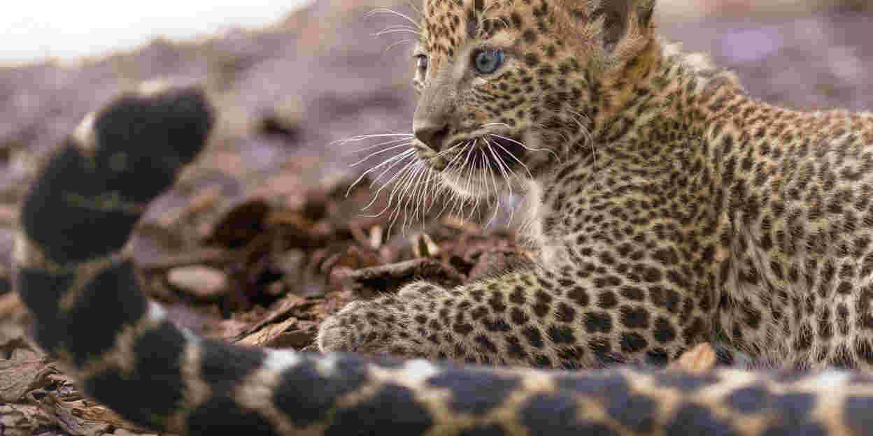 Beelden geboorte Sri Lanka panter