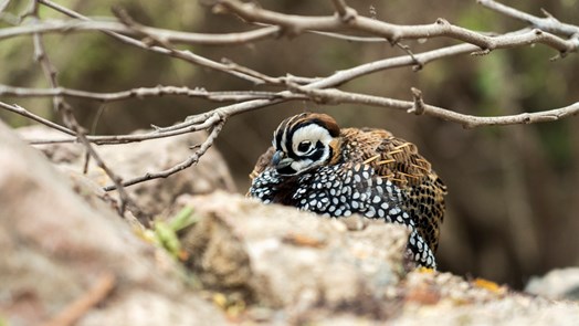 Camouflage bij dieren: het opgaan in de omgeving (Desert)
