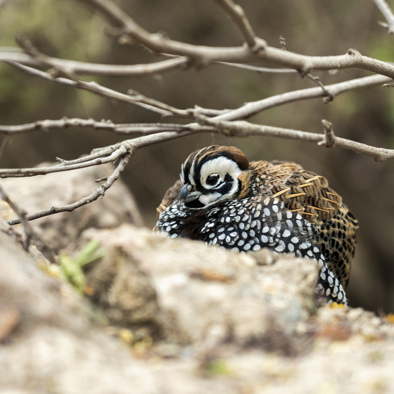 Bedreiging en bescherming