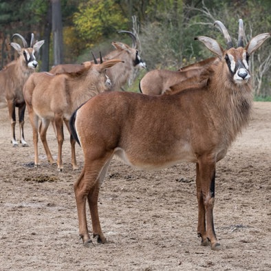 Bedreiging en bescherming