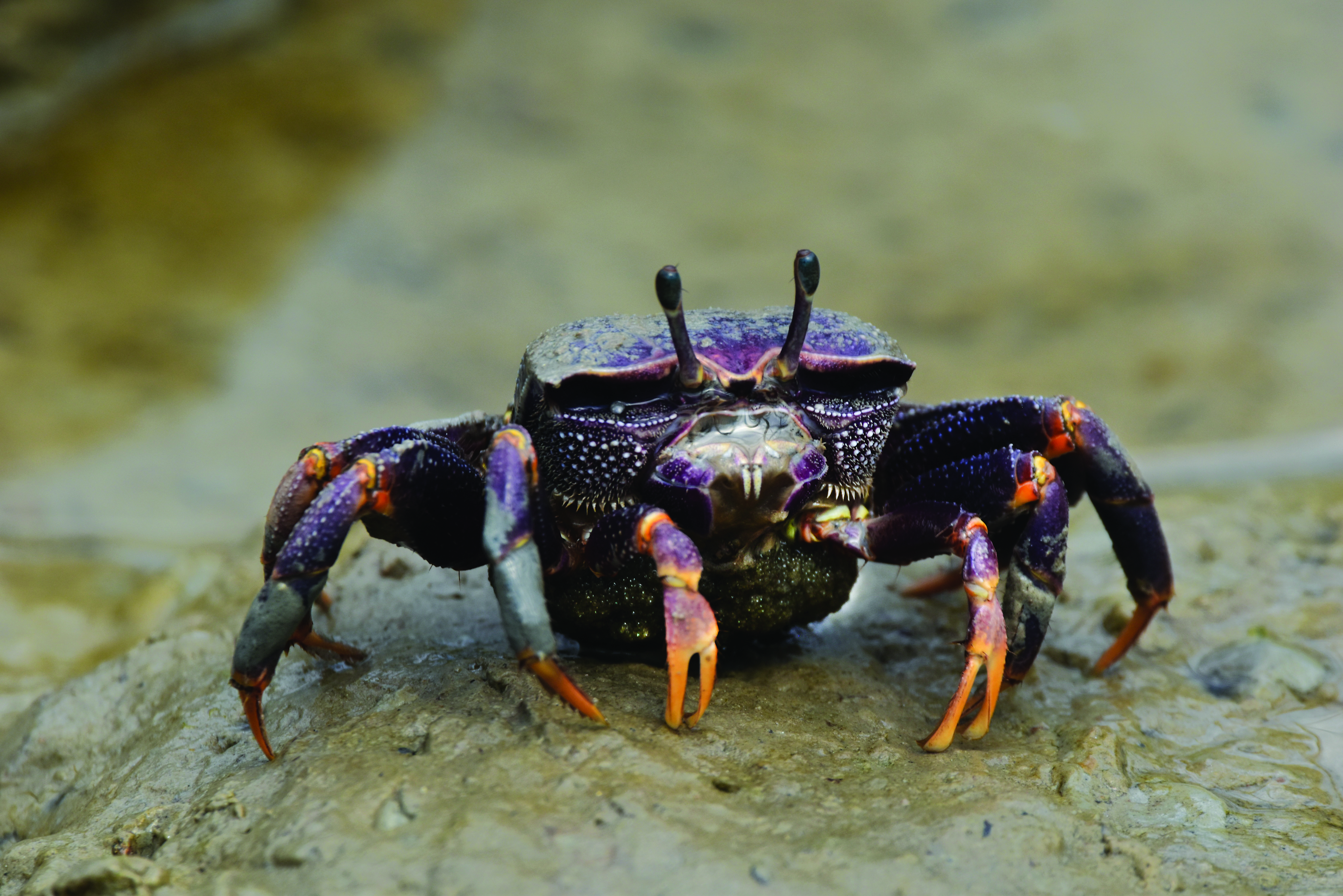 Can You Breed A Fiddler Crab? , Fiddler Crab Facts: All You Need To ...