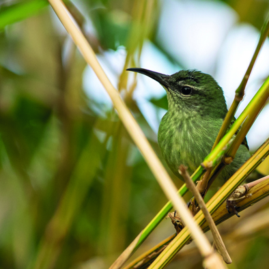 Bedreiging en bescherming