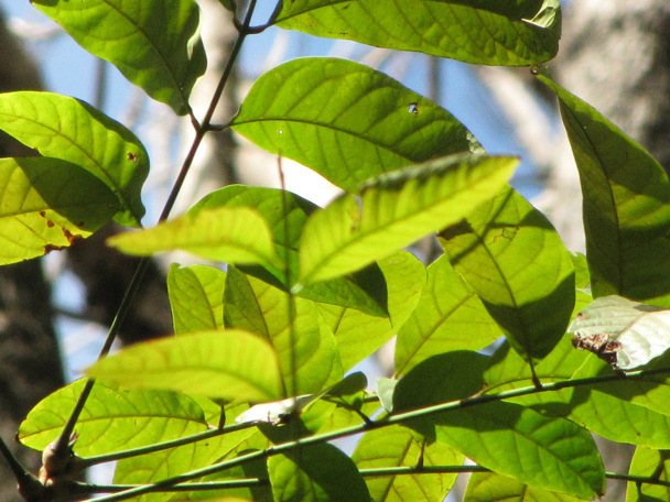 Bijzondere aanpassing aan de leefomgeving
