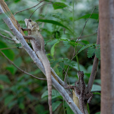 Bedreiging en bescherming