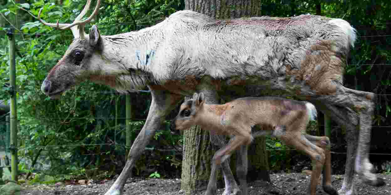Jonge dieren
