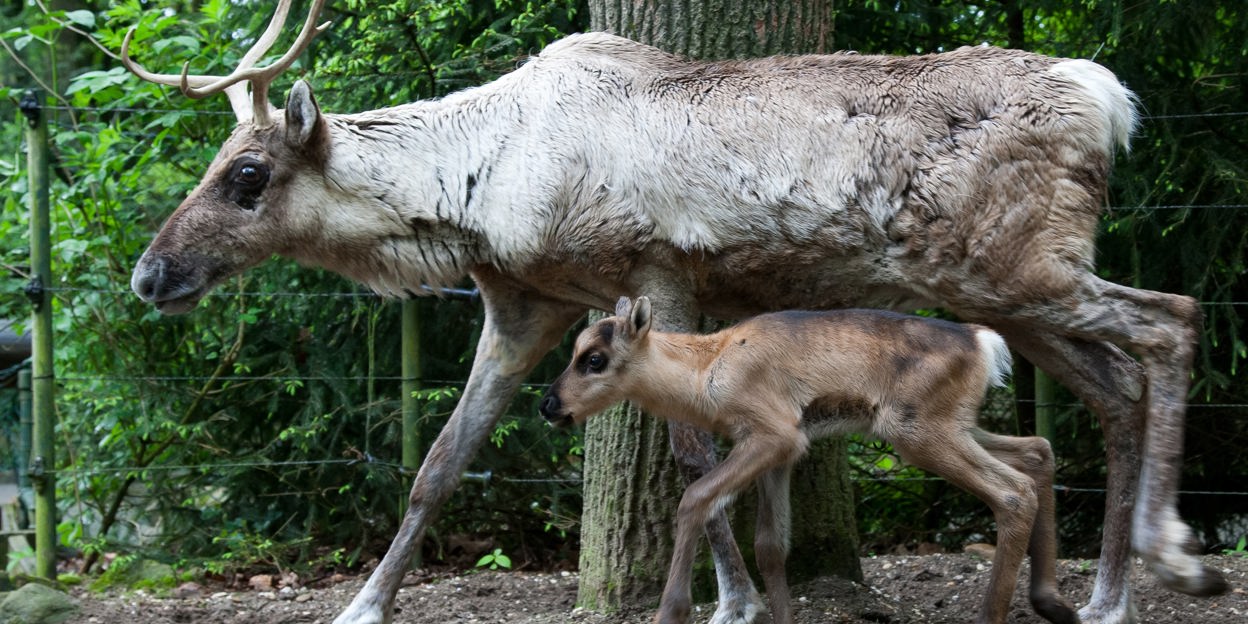 Jonge dieren