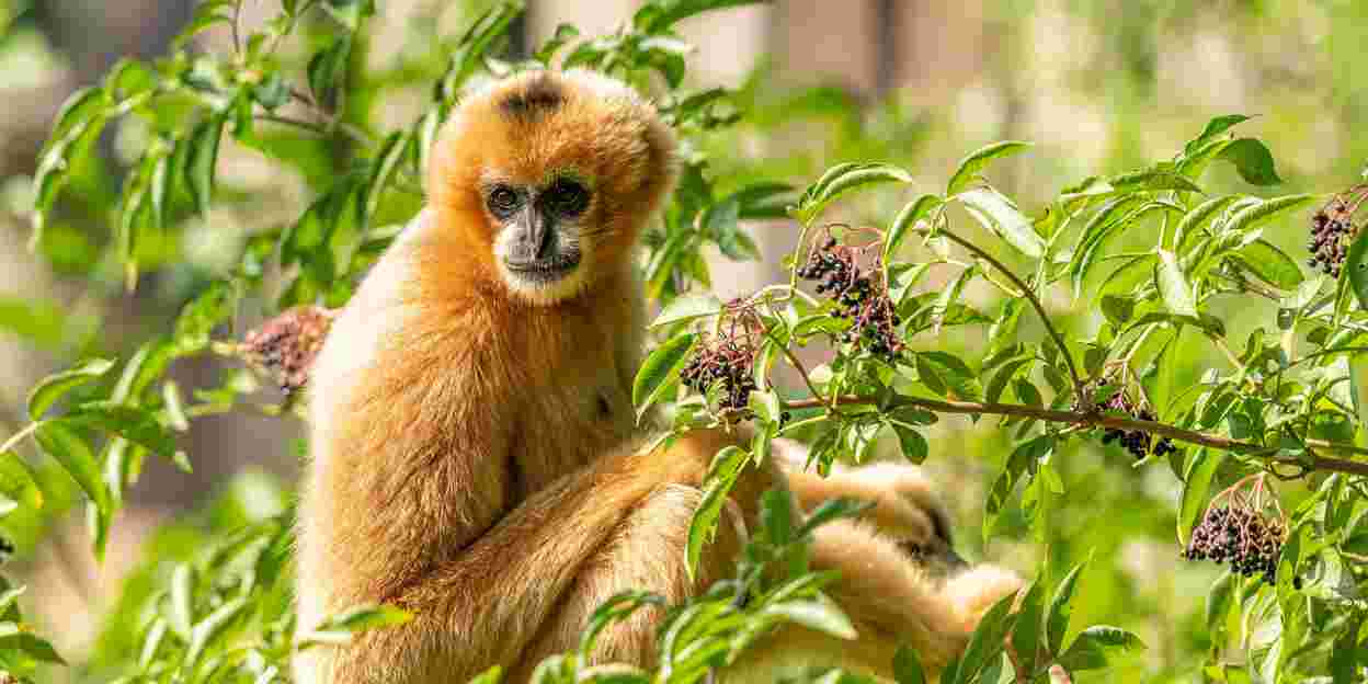 De grote Bushmeat-actie van de Europese dierentuinen