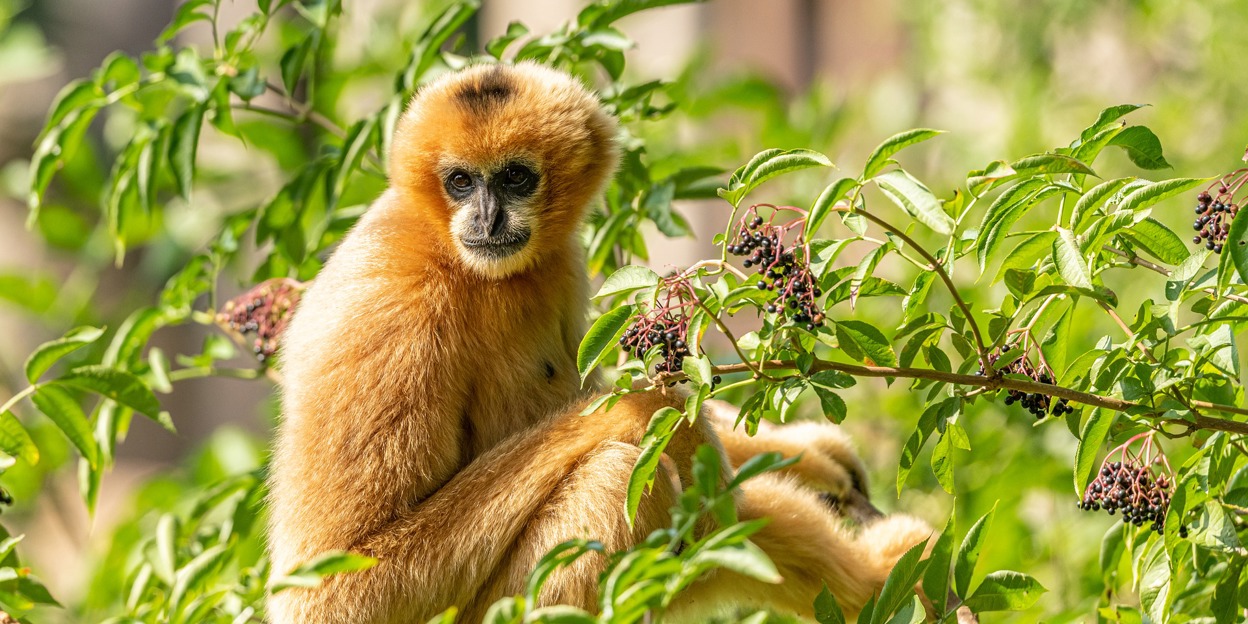 De grote Bushmeat-actie van de Europese dierentuinen