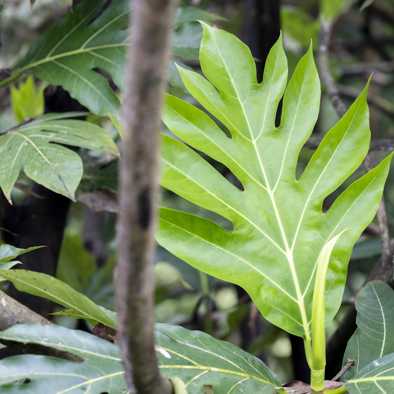 Bedreiging & bescherming