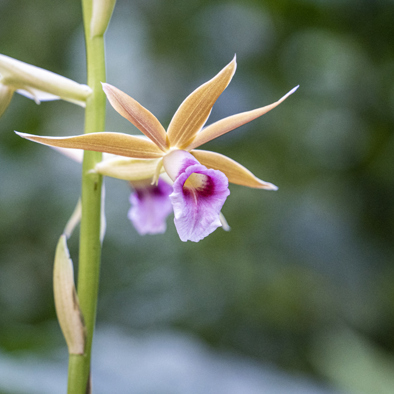 Bedreiging & bescherming