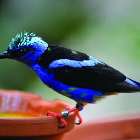 Blauwe suikervogel