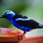 Lees meer over: Blauwe suikervogel