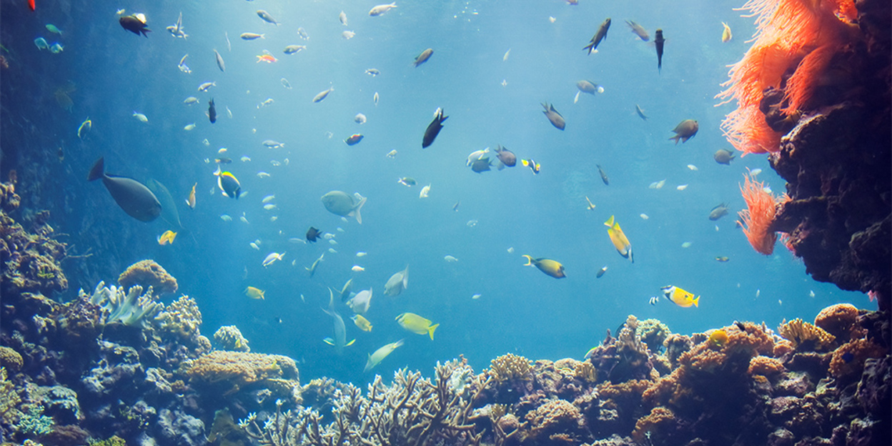 Het tropisch koraalrif van de Ocean