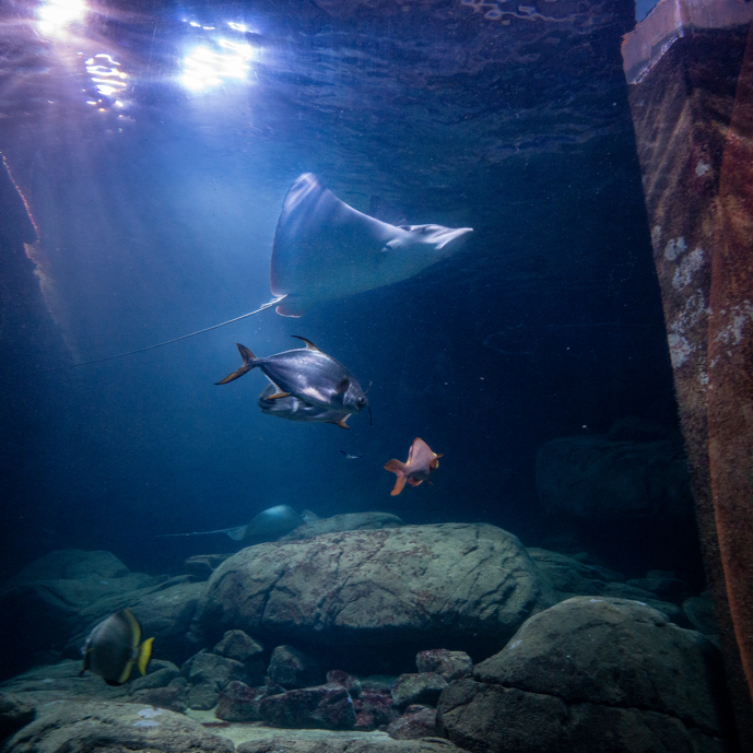 Groot onderzoek naar welzijn van vissen in aquaria (1)