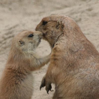 Over de voortplanting 